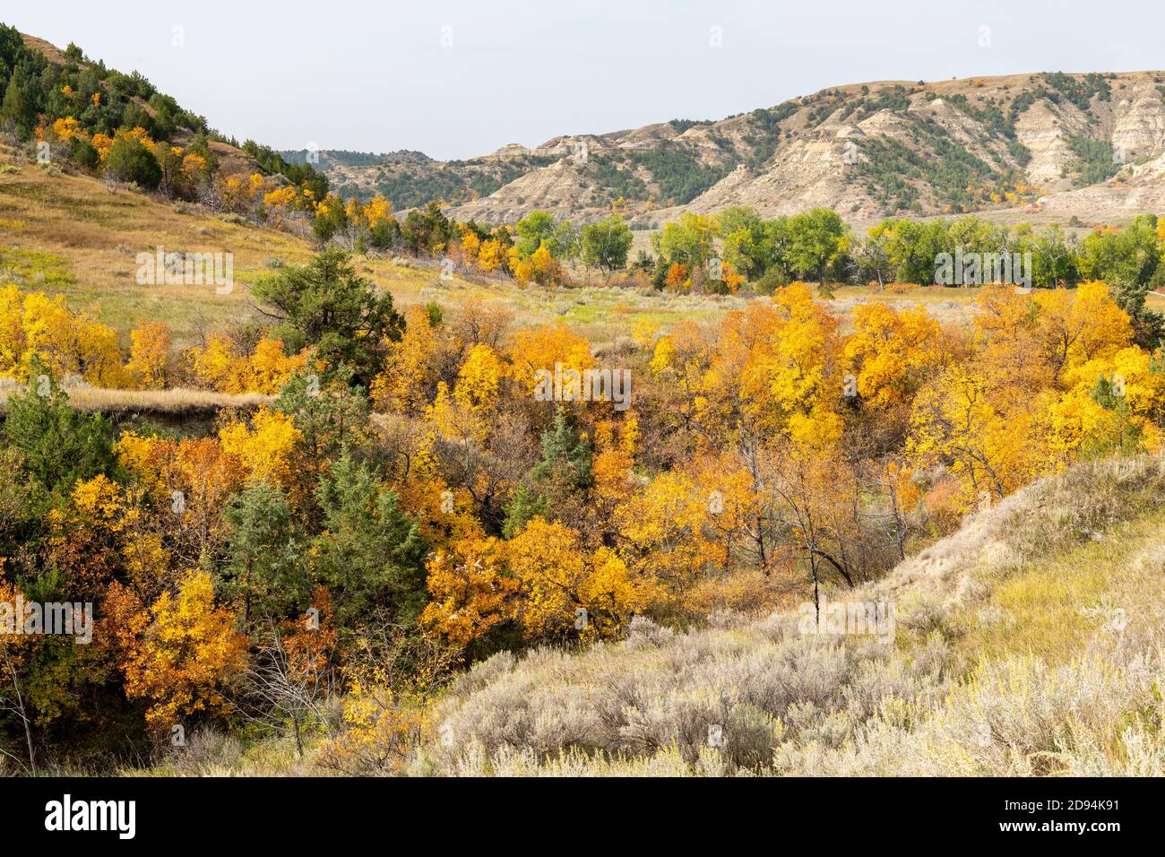 Ash trees in autumn colors, Theodore Roosevelt NP, North Dakota, USA