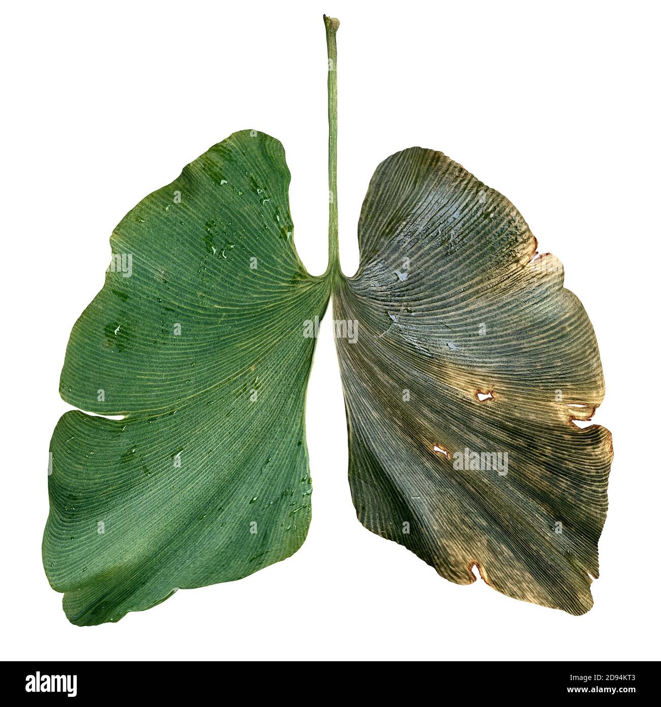 Environmental air pollution and ecological lungs damaged by industry as an environm and forestry conservation concept or dirty air symbol. Stock Photo