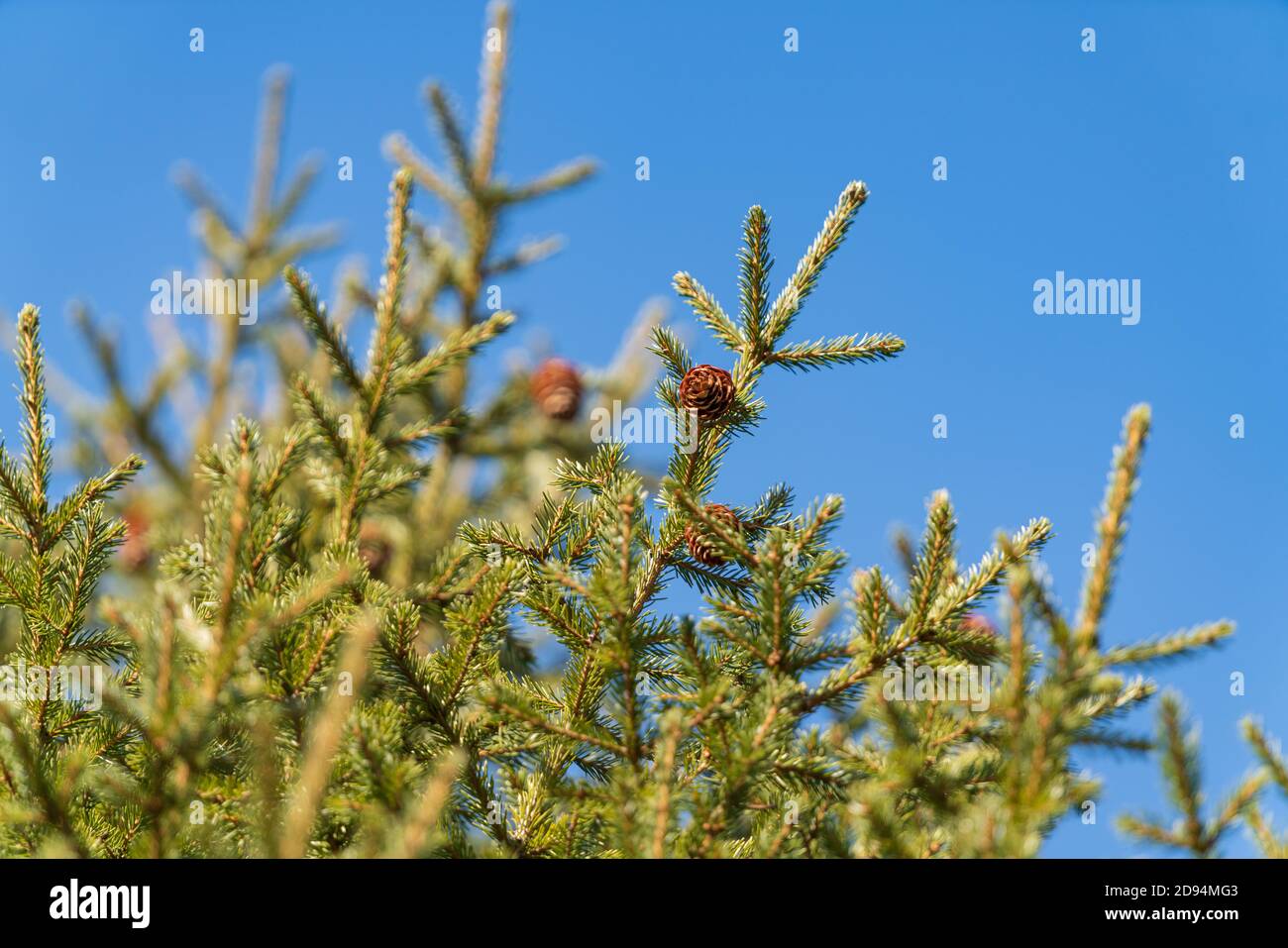 Natural evergreen branches with cones of Christmas tree in pine forest on background blue sky on sunny day. Fir branches ready for festive decoration Stock Photo
