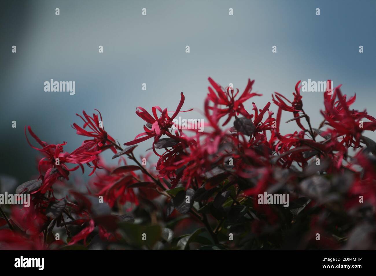 Red loropetalum hi-res stock photography and images - Alamy