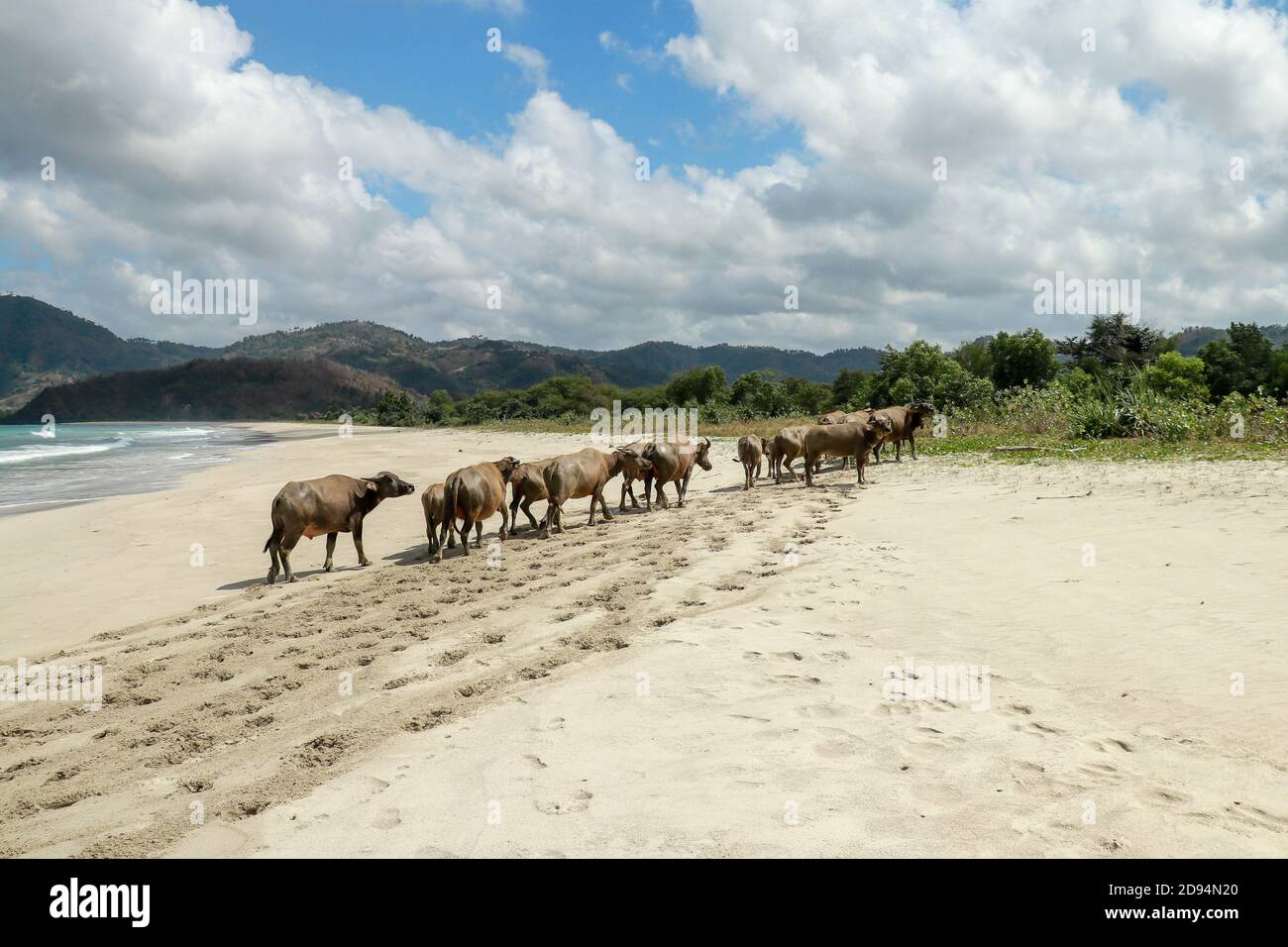 Landscape Herd Of Cows On Tropical Beach. Back Home Stock Photo