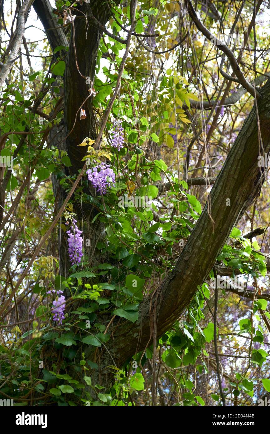 Wisteria sinensis, commonly known as Chinese wisteria, in bloom in spring in the Costanera Sur ecological reserve in Buenos Aires, Argentina Stock Photo