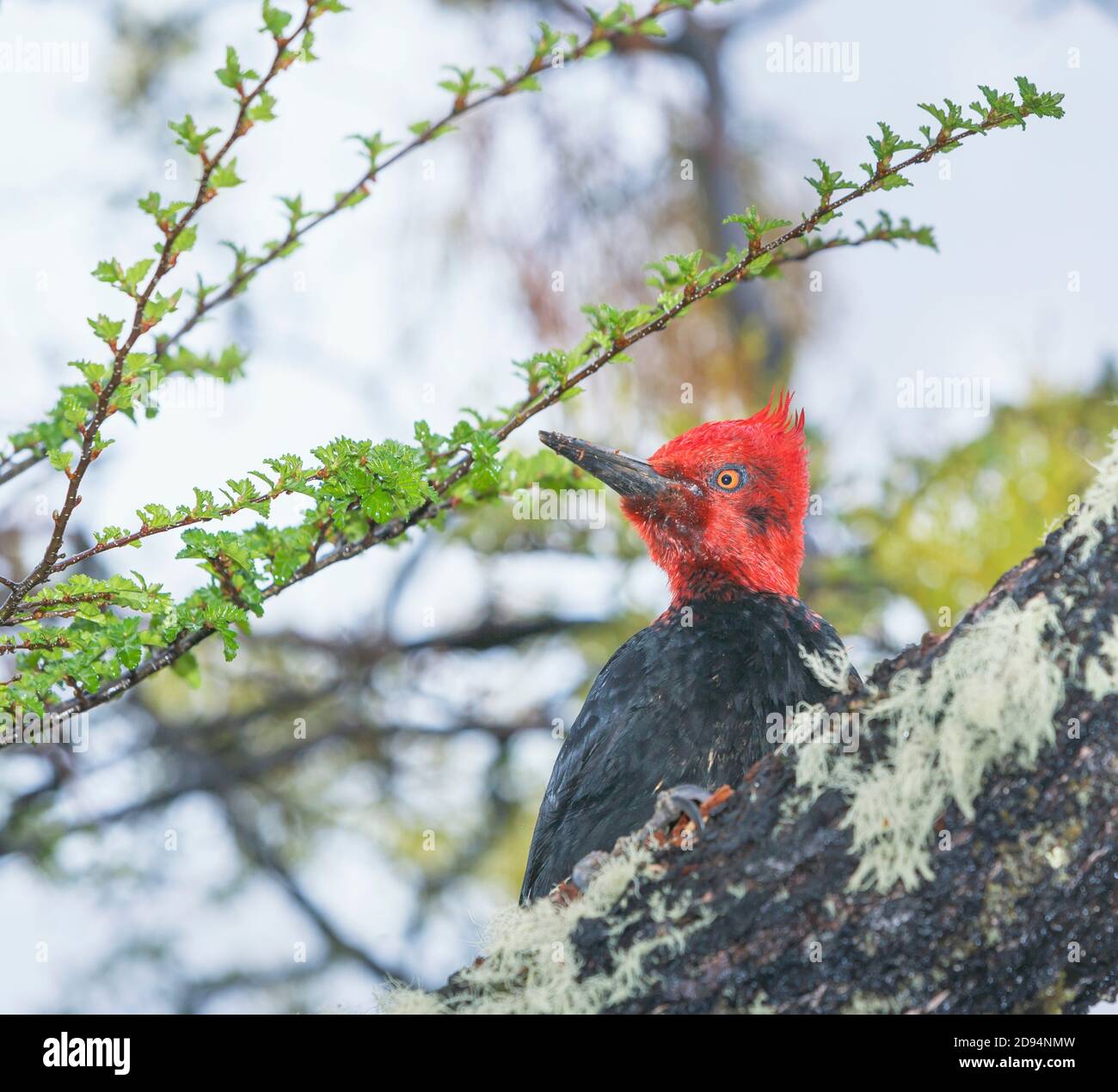Male Magellanic Woodpecker (Compephilus magellanicus), Torres del Paine National Park, Chile, South America. Stock Photo