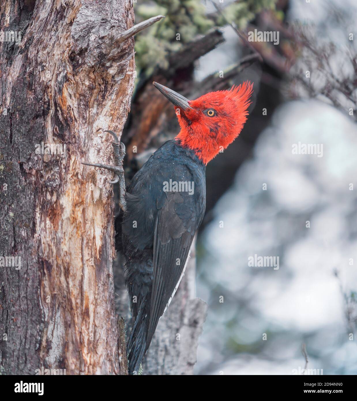 Male Magellanic Woodpecker (Compephilus magellanicus), Torres del Paine National Park, Chile, South America. Stock Photo