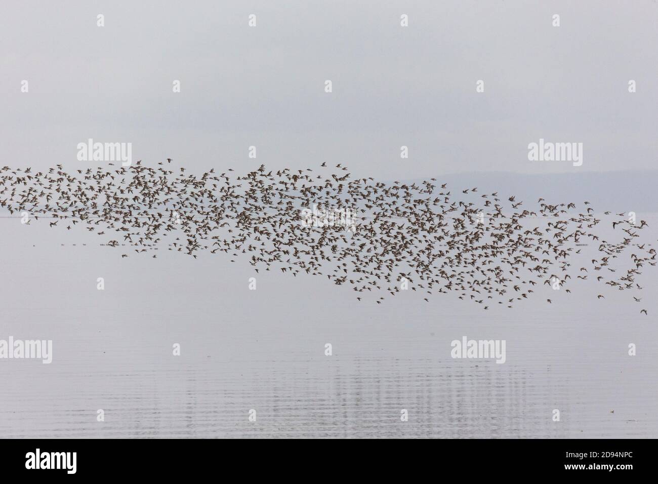a flock of dunlin shorebird at British Columbia Canada; north american Stock Photo