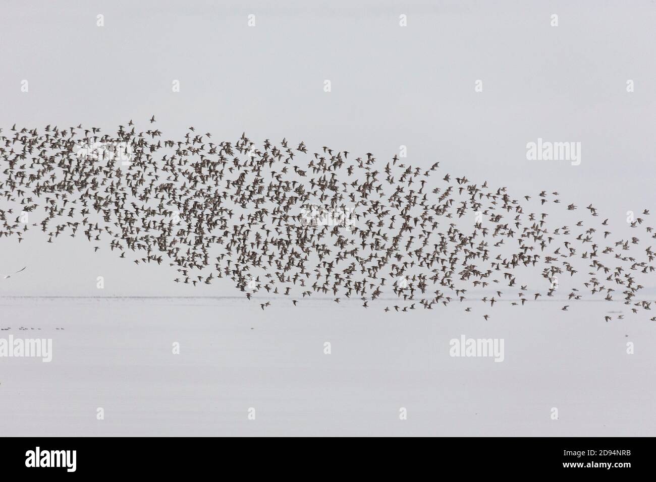 a flock of dunlin shorebird at British Columbia Canada; north american Stock Photo