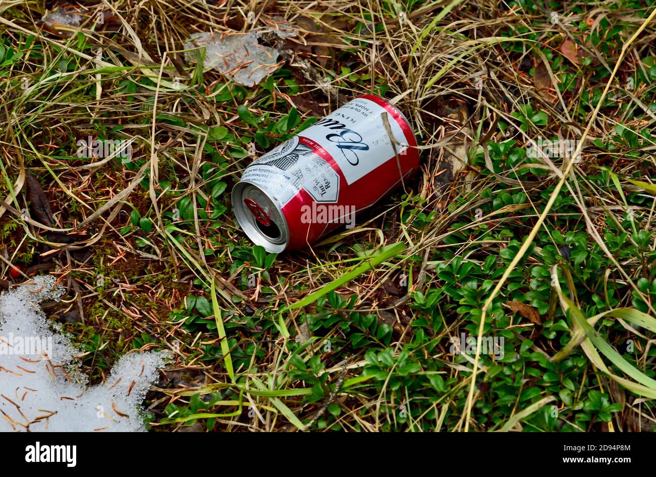 An empty beer can discarded in a wooded natural area. Stock Photo