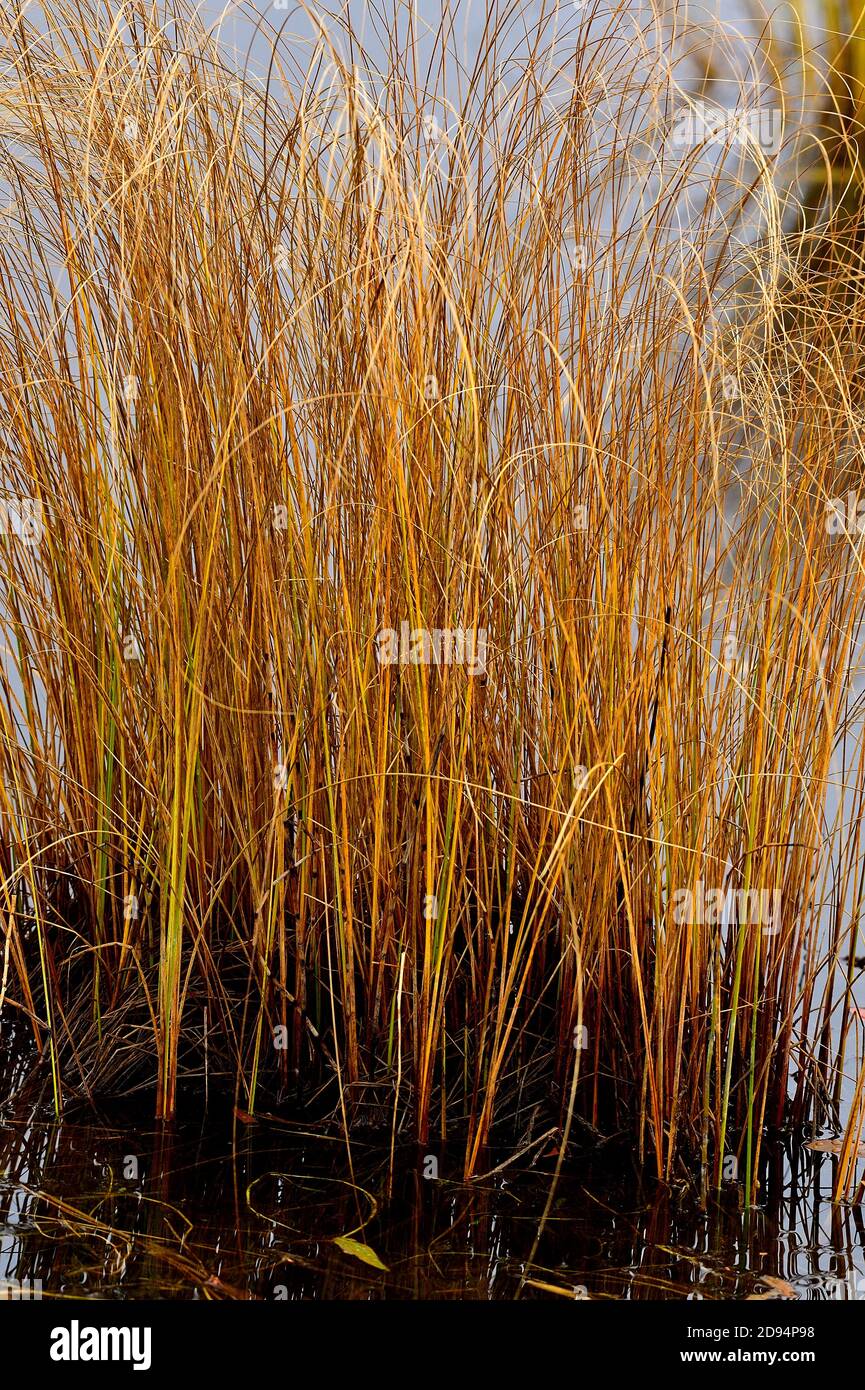 A vertical image of autumn colored marsh grass growing in the marsh at