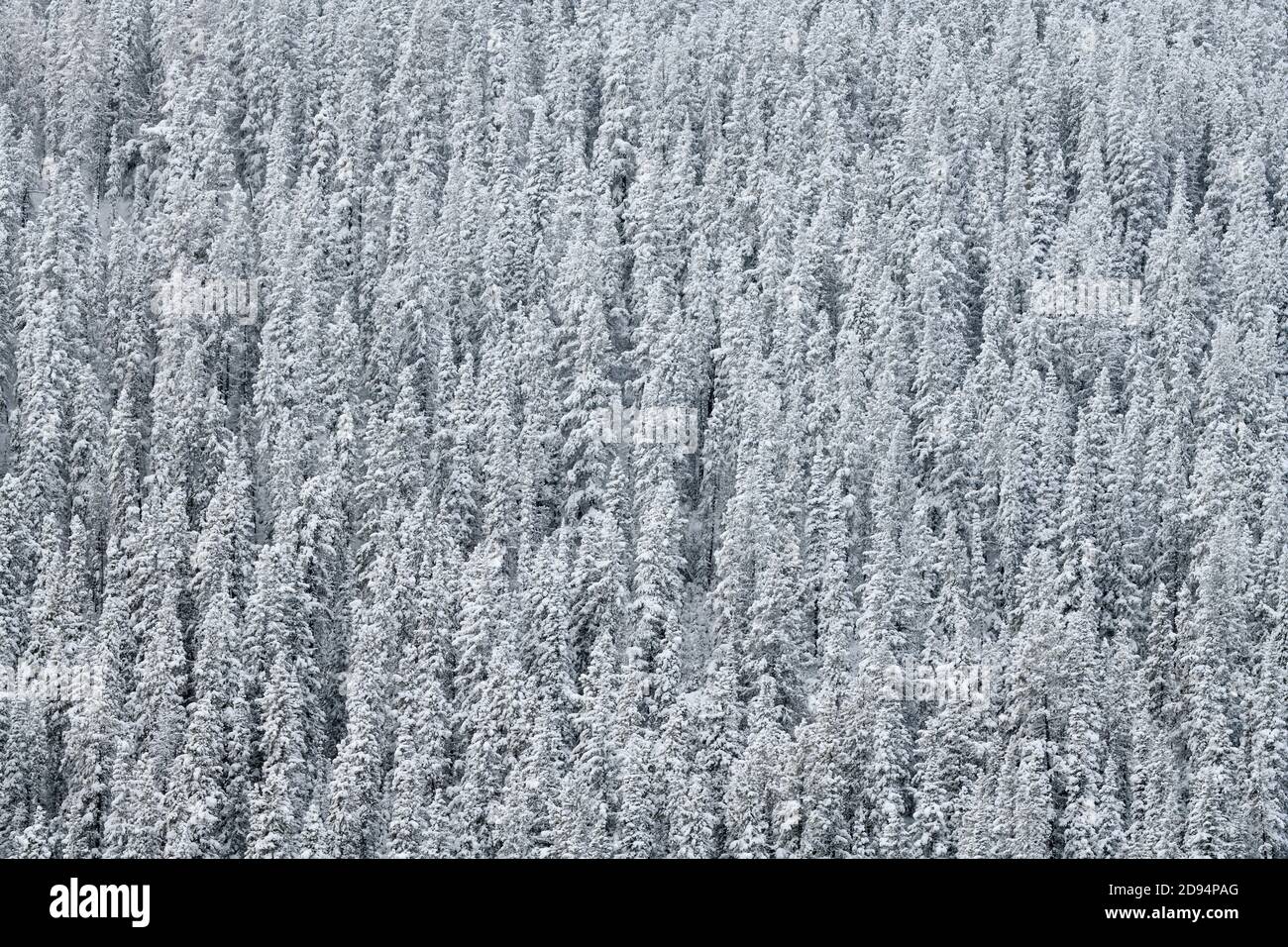 A stand of snow covered spruce trees in rural Alberta Canada. Stock Photo