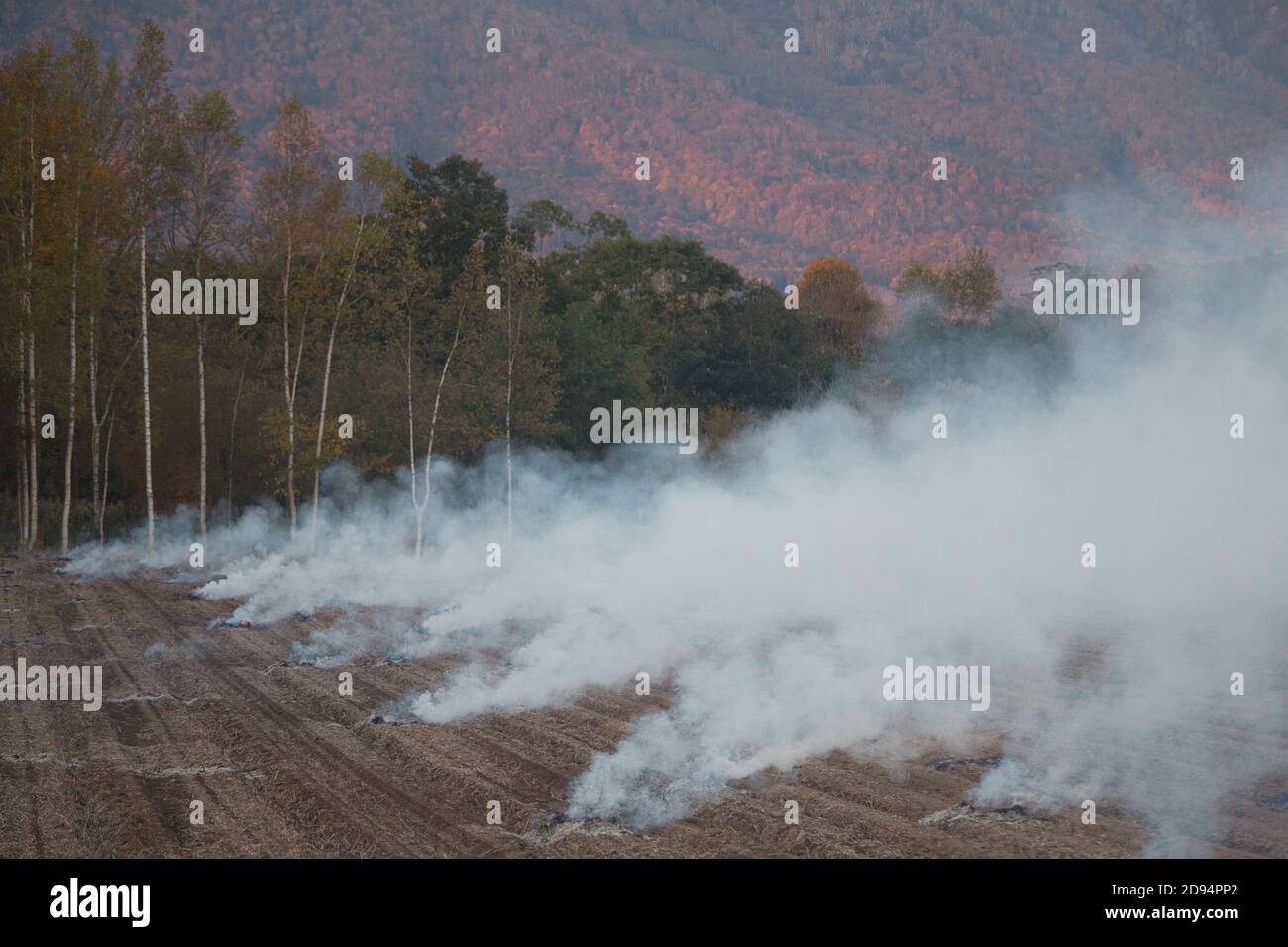 smoke blows across a field of burning stubble Stock Photo