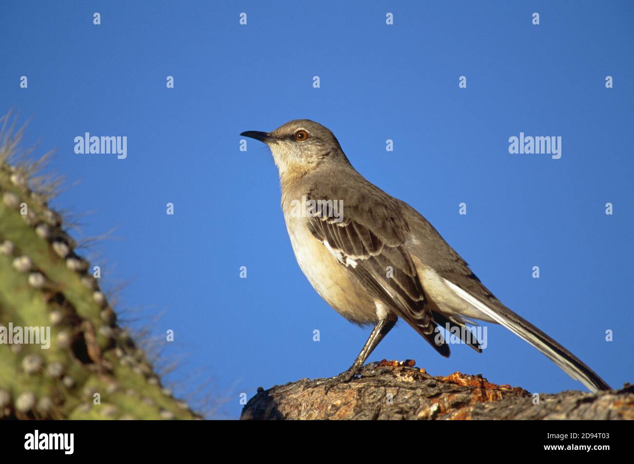 Northern Mockingbird (Mimus polyglottos) perched on a saguaro cactus Stock Photo