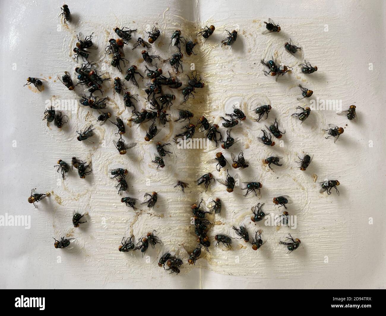 Sticky fly paper hi-res stock photography and images - Alamy