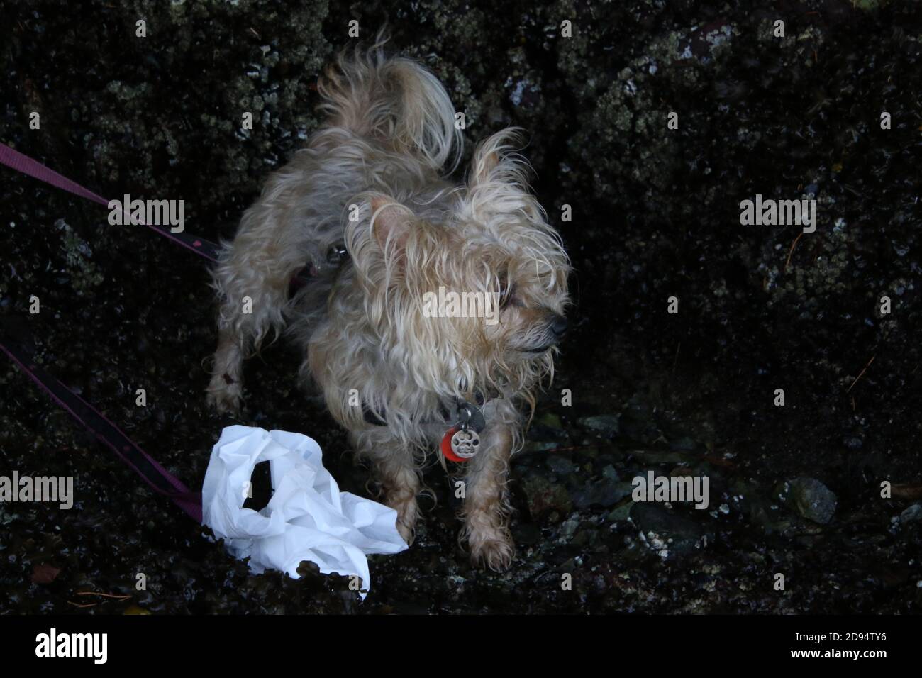 A silky terrier X on a leash with a white plastic bag on the ground beside it Stock Photo