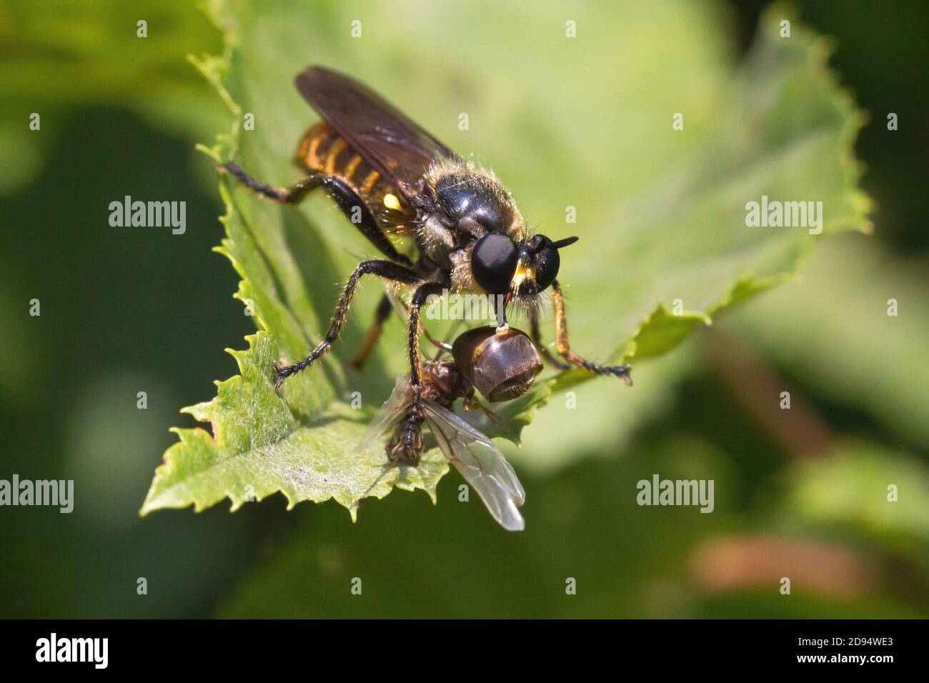 Closeup of a fly devouring its prey on a leaf Stock Photo