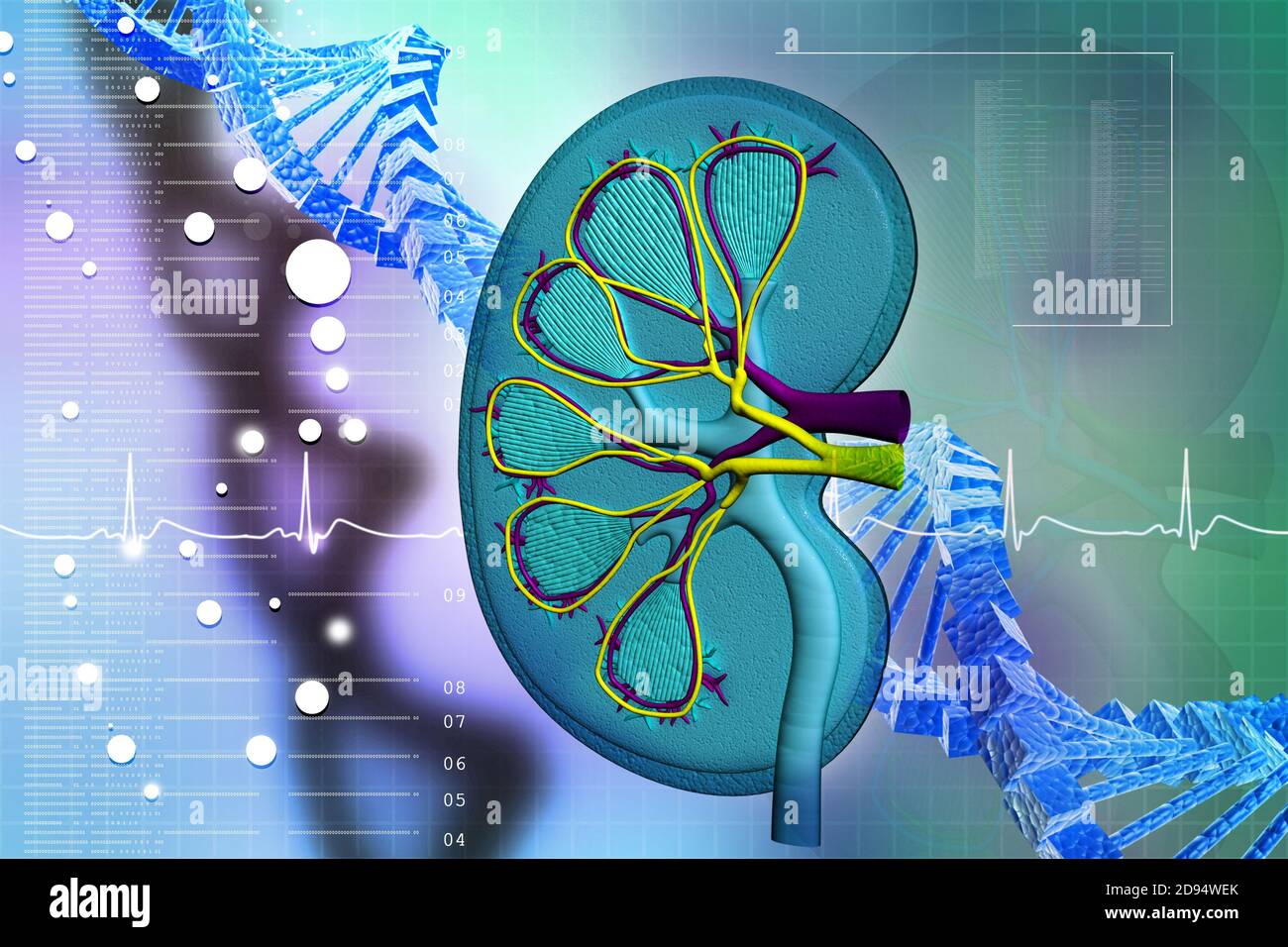 Human kidney in abstract background Stock Photo - Alamy