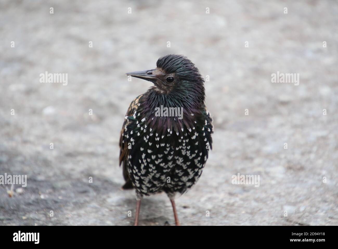 Black feather with white dots hires stock photography and images Alamy