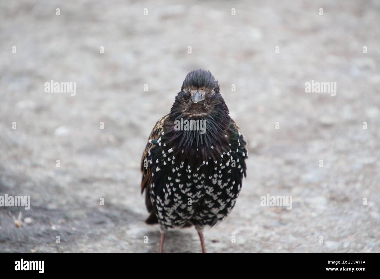 Black feather with white dots hires stock photography and images Alamy