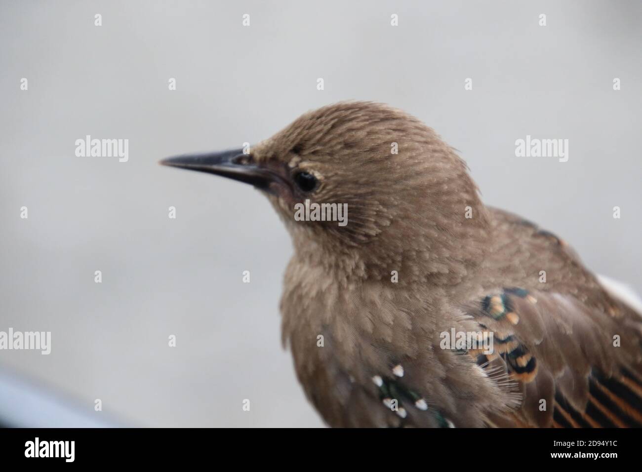 Closeup of brown feathers and plumage of a wild bird Stock Photo - Alamy