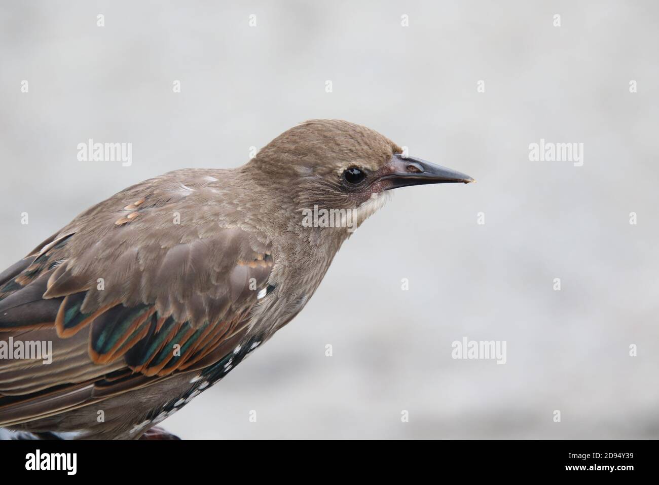 Black feather with white dots hires stock photography and images Alamy
