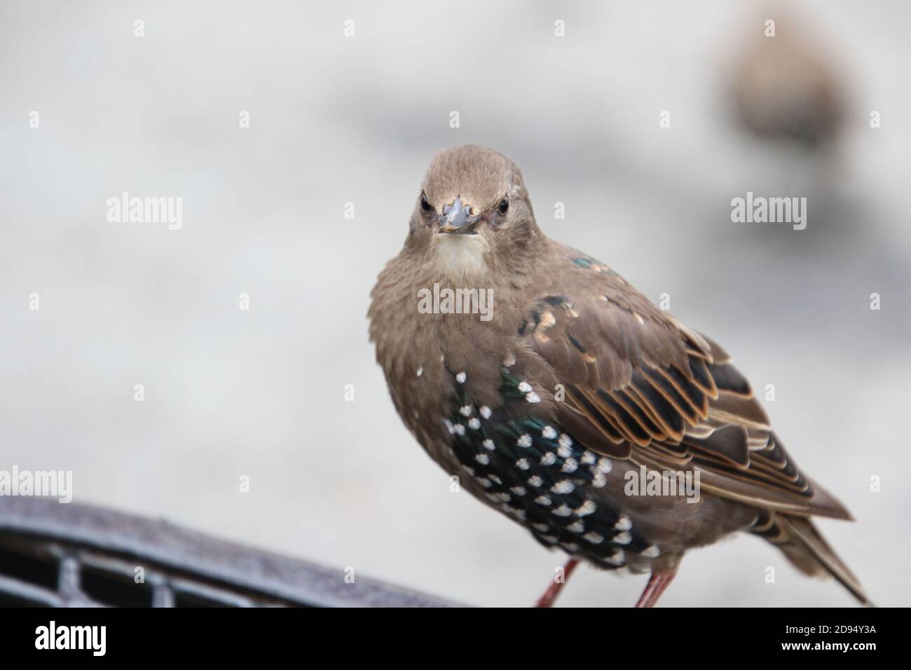 A young brown bird with black feathers with white dots standing on the