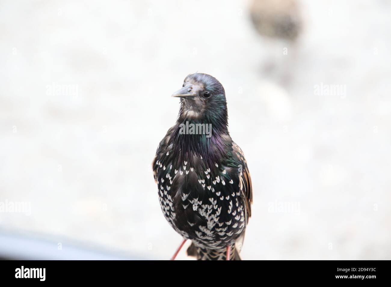 Black feather with white dots hires stock photography and images Alamy