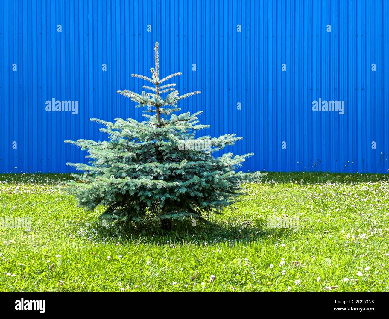 small young christmas tree without decorations on green lawn against blue corrugated metal background Stock Photo