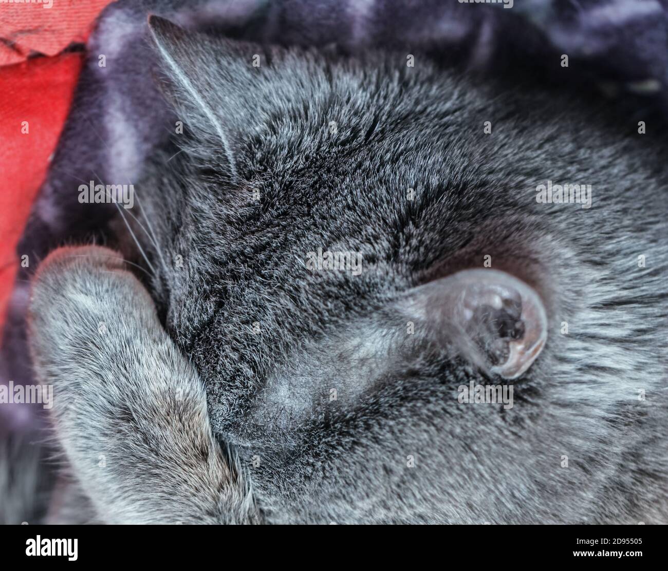Pretty sleeping gray cat covered his nose with his paw Stock Photo