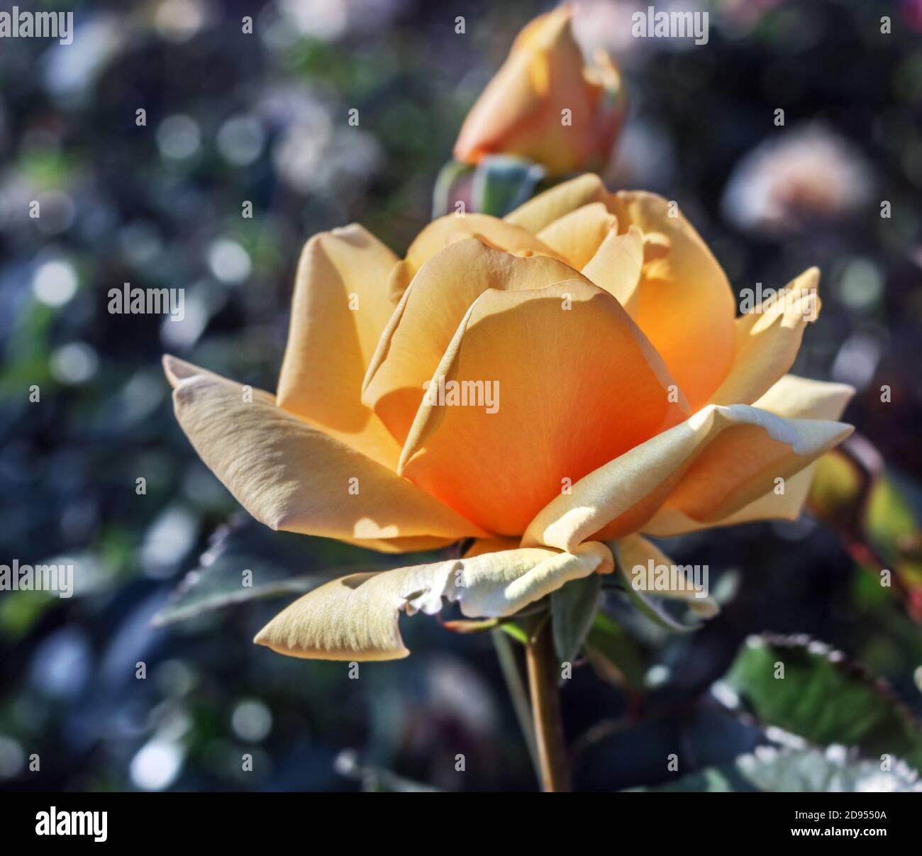 Pretty tea colored rose for best mood at sunny weather Stock Photo - Alamy