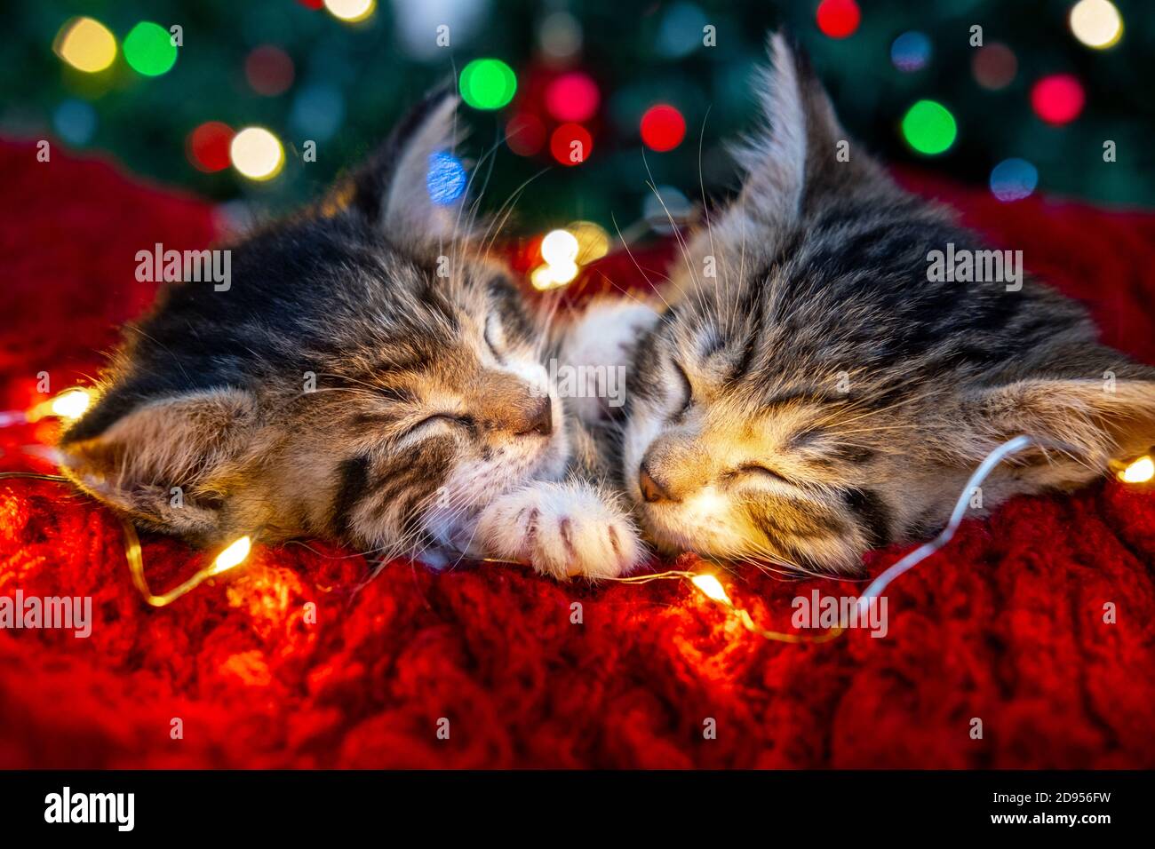 Christmas cats. Two cute little striped kittens sleeping on ...