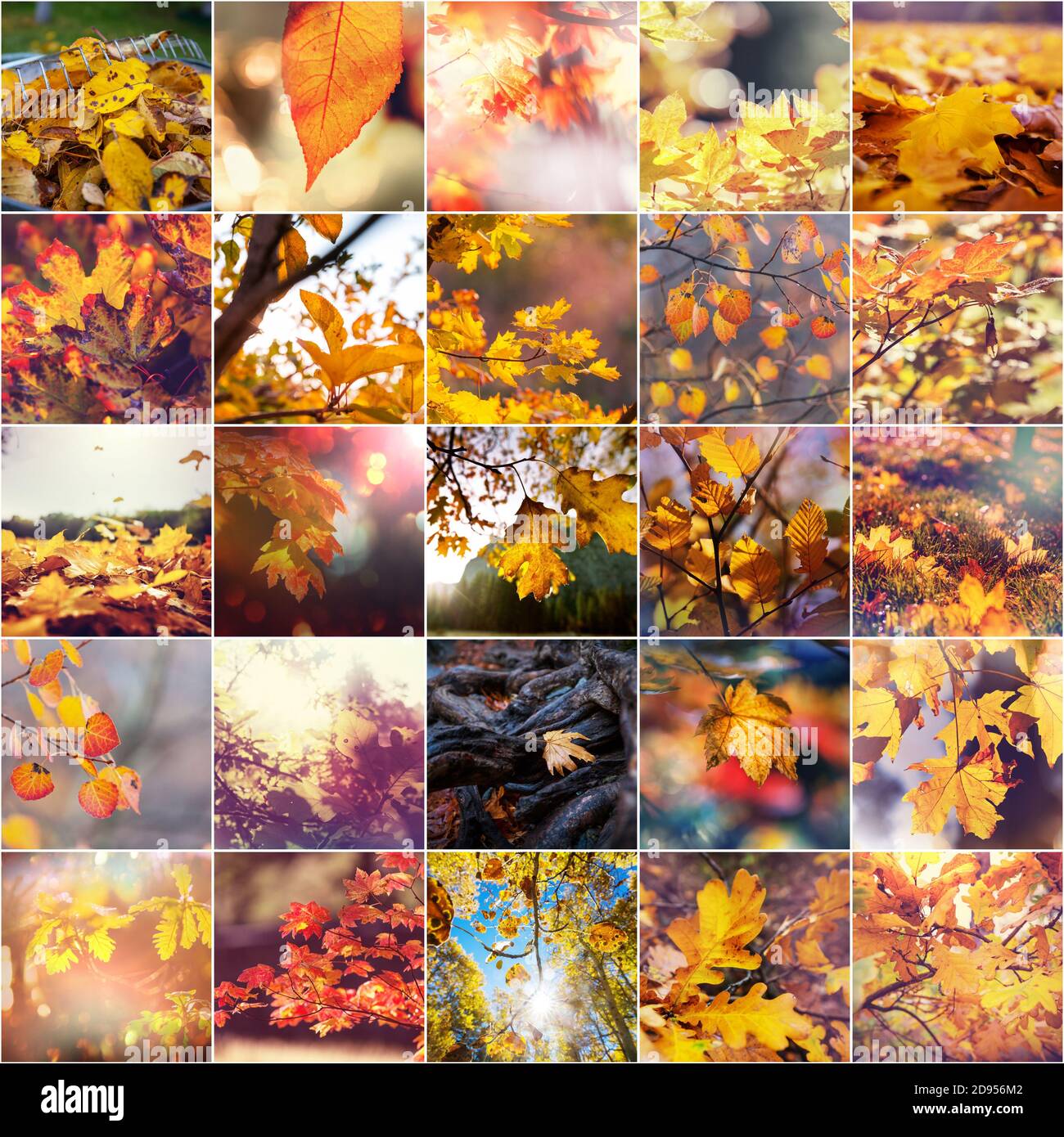 Colorful background of fallen autumn leaves in set Stock Photo - Alamy
