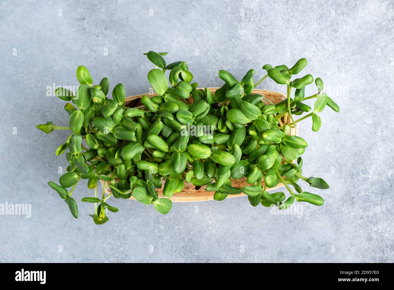 Sunflower micro green sprouts in wooden box, top view. Healthy superfood Stock Photo