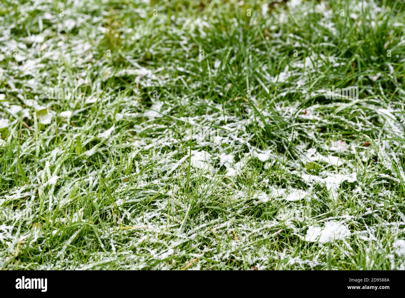 The first snow on the green grass - autumn frosts Stock Photo - Alamy