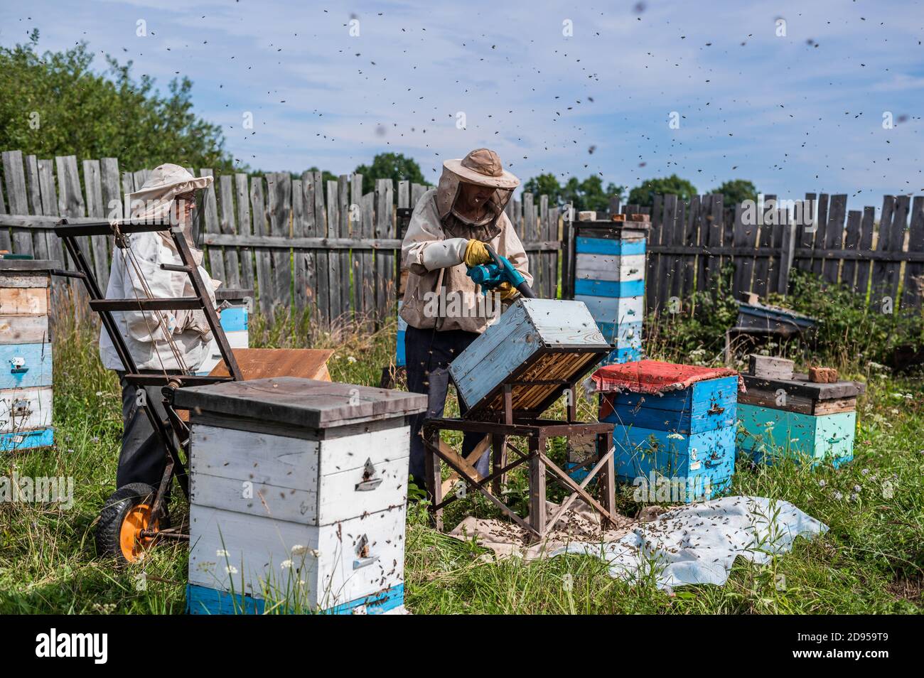The beekeeper blows out bees from hive with blower to remove honeycomb. Stock Photo