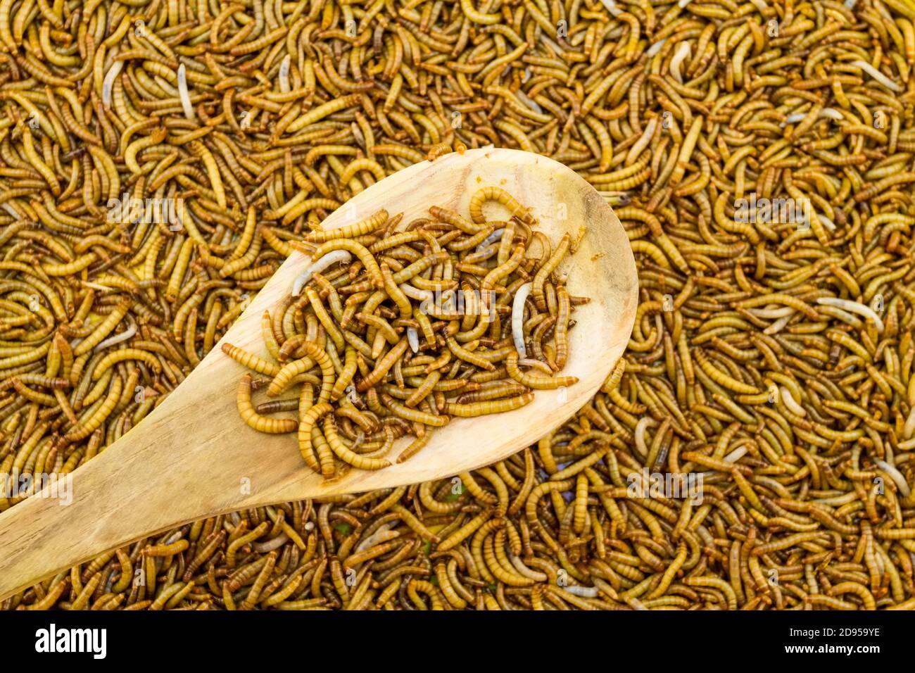 Yellow mealworm beetle tenebrio molitor hires stock photography and