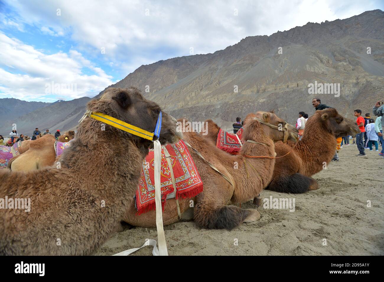Bactrian (two-humped) camels in  Hunder, in the Nubra Valley, Ladakh. Stock Photo