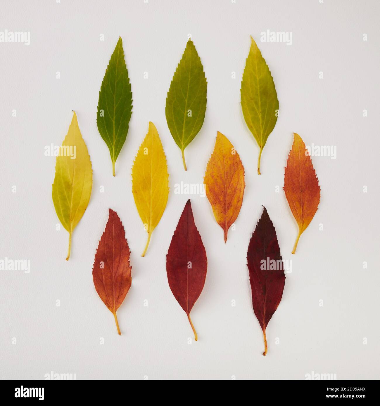 Autumn leaves rainbow color gradient. Autumn season change concept. Stock Photo
