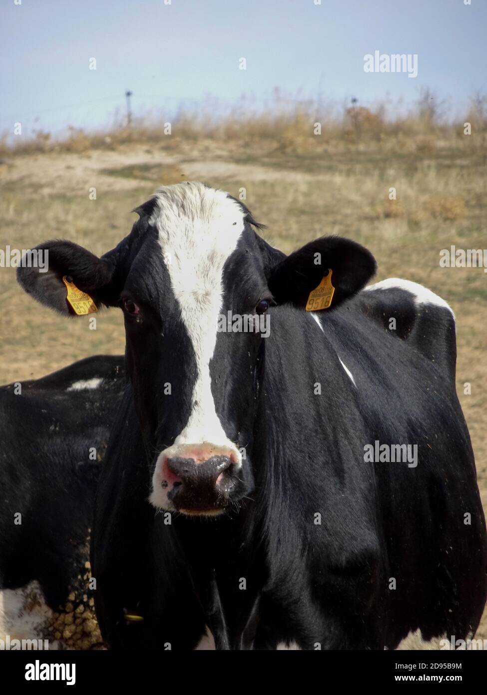 Vertical shot of cows grazing on the pasture at daytime Stock Photo - Alamy