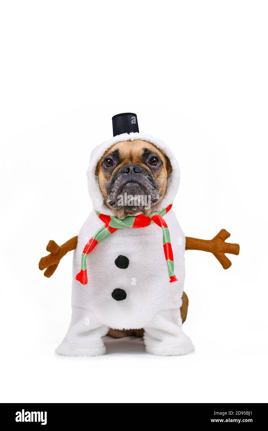 French Bulldog dog dressed up as funny snowman with full body suit costume with striped scarf, fake stick arms and small top hat on white background Stock Photo