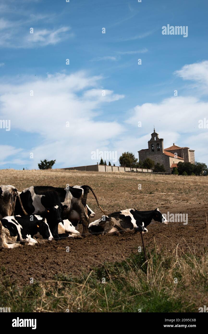 Vertical shot of cows grazing on the pasture at daytime Stock Photo - Alamy