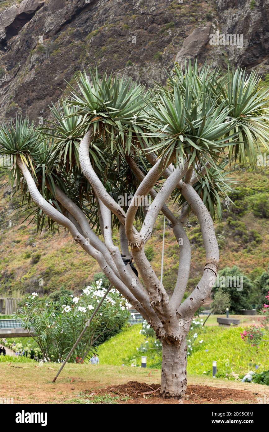 Subtropical Tree High Resolution Stock Photography And Images Alamy