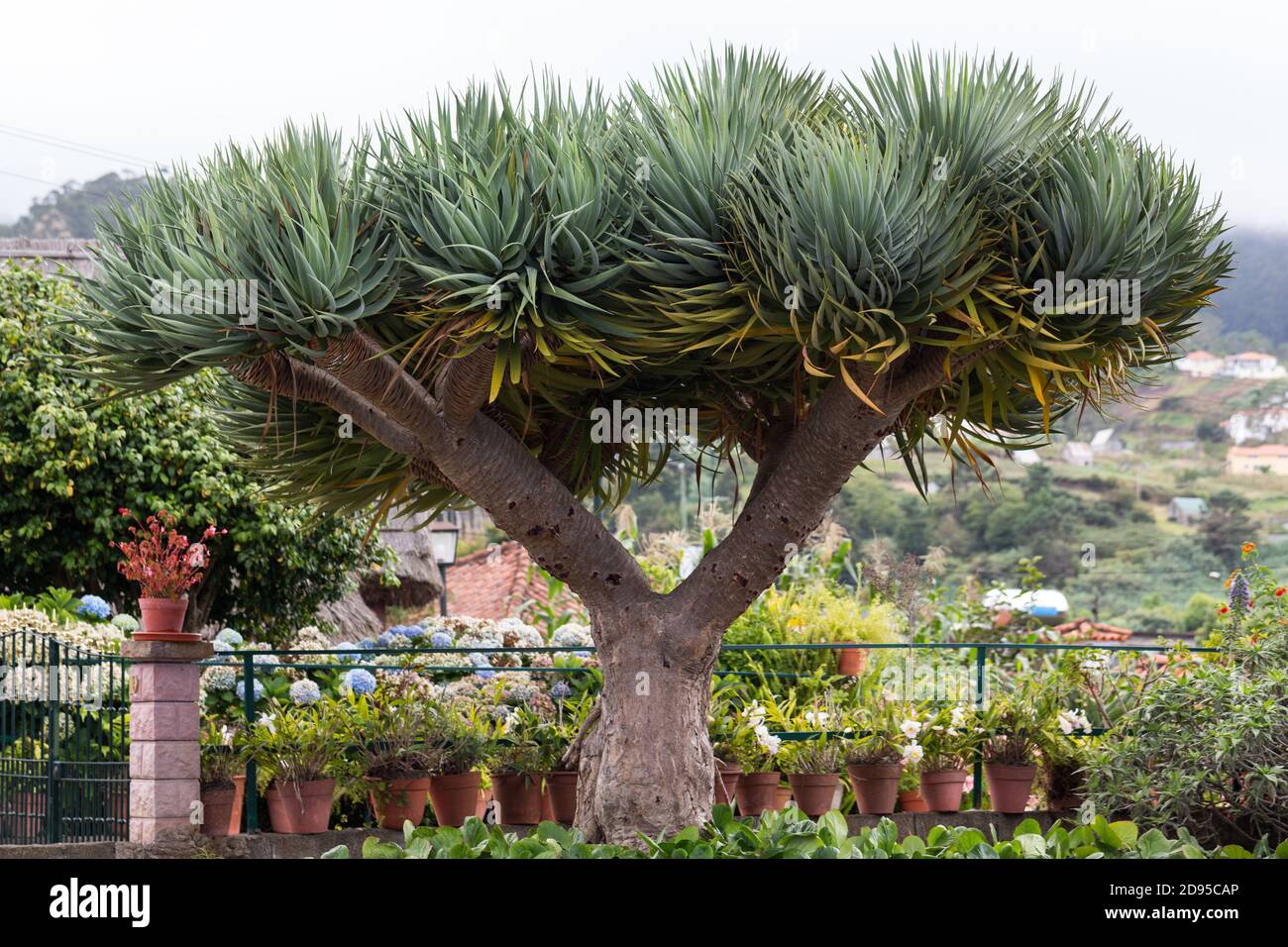 Subtropical Tree High Resolution Stock Photography And Images Alamy