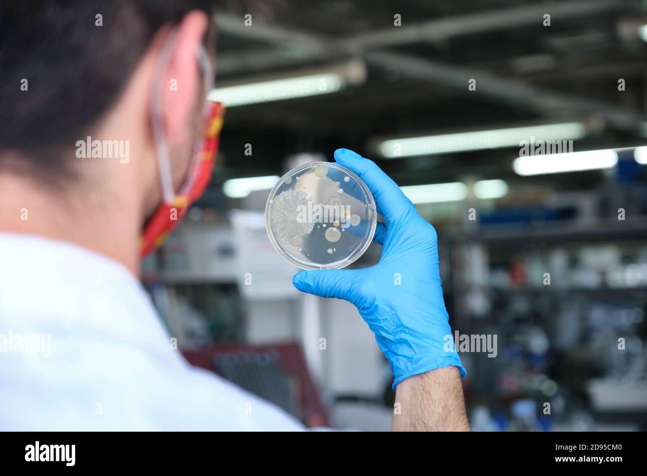 Scientist Routine Scientist wearing protective face mask holding a petri dish with ...