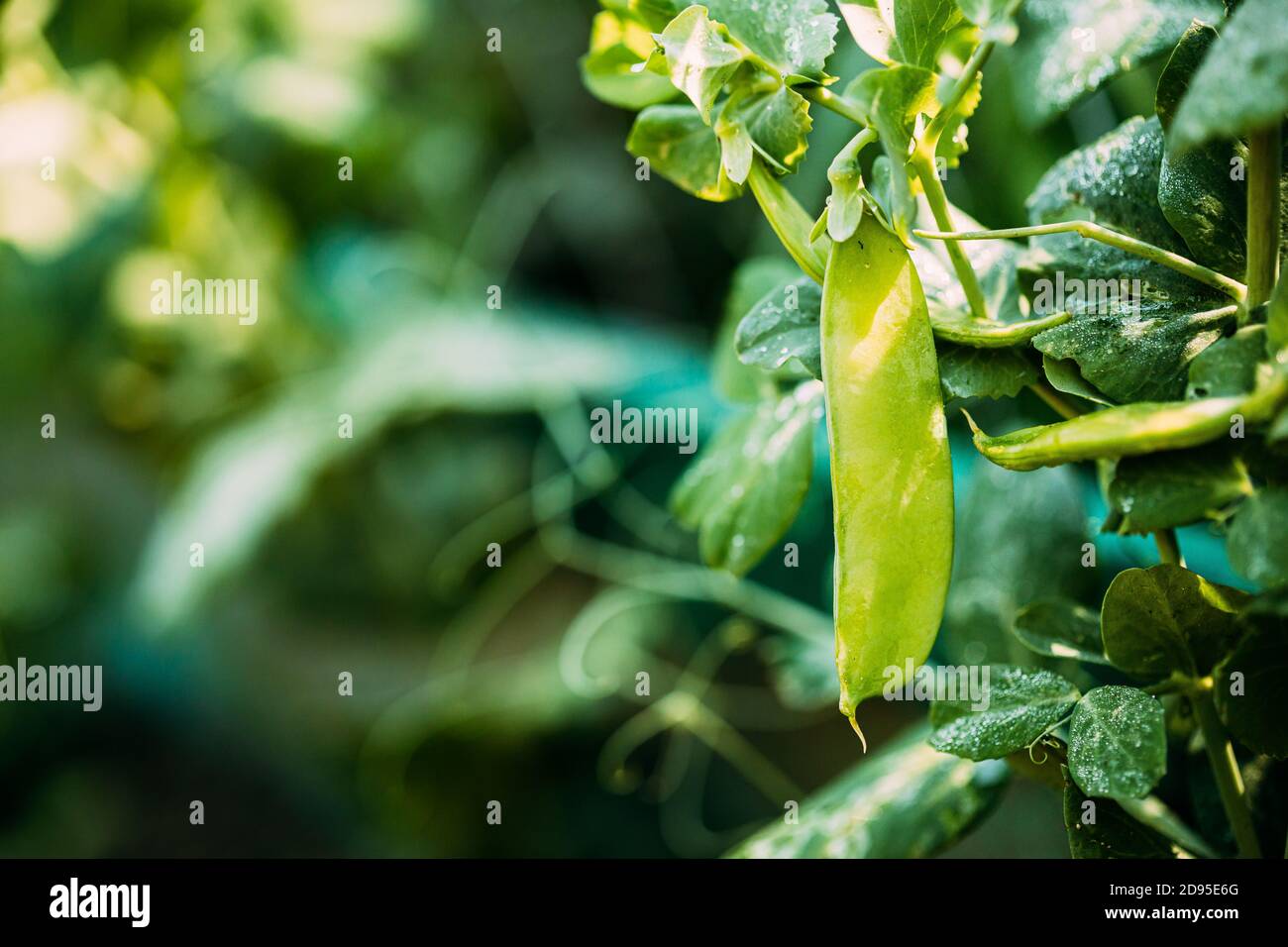 Fresh Vegetable Organic Green Beans Growing on branch of bush In Vegetable Garden Stock Photo