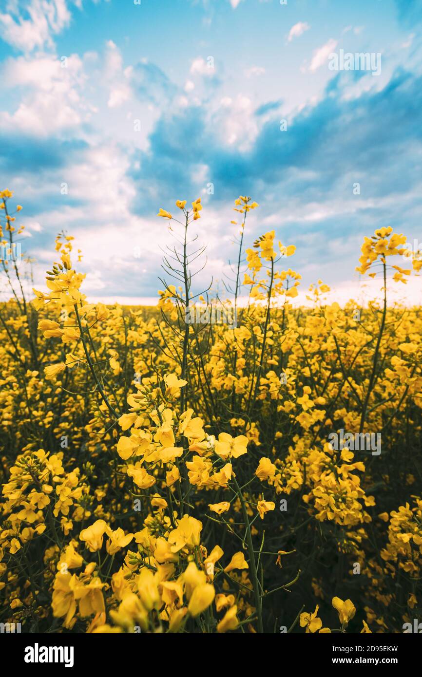 Close Up Of Blossom Of Canola Colza Yellow Flowers Under Blue Sunny Sky. Rapeseed, Oilseed Field Meadow Stock Photo