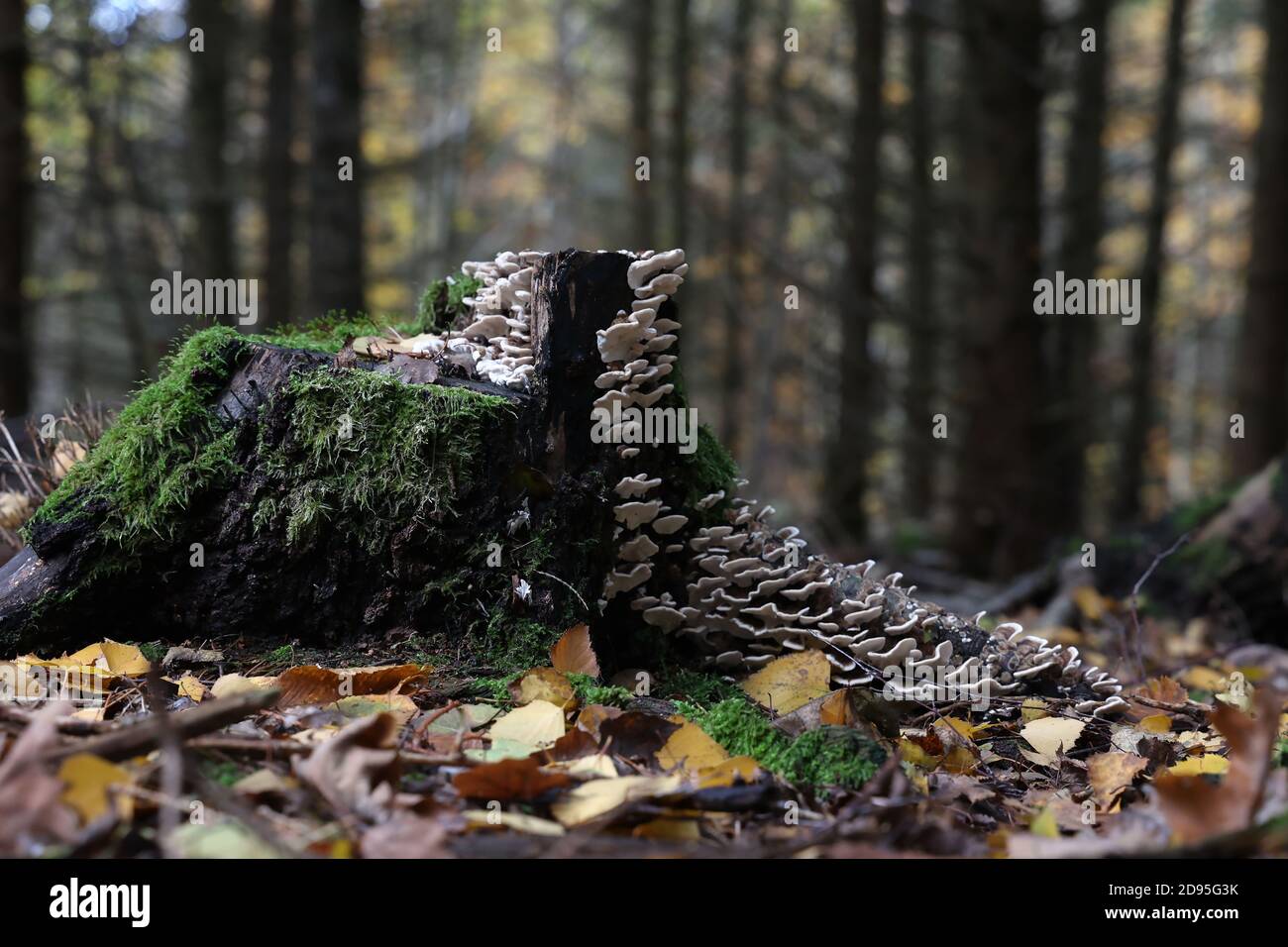 Autumn mushrooms grow in the forest on a stump Stock Photo - Alamy