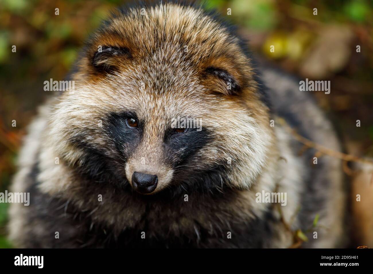 A Raccoon Dog in the forest Stock Photo
