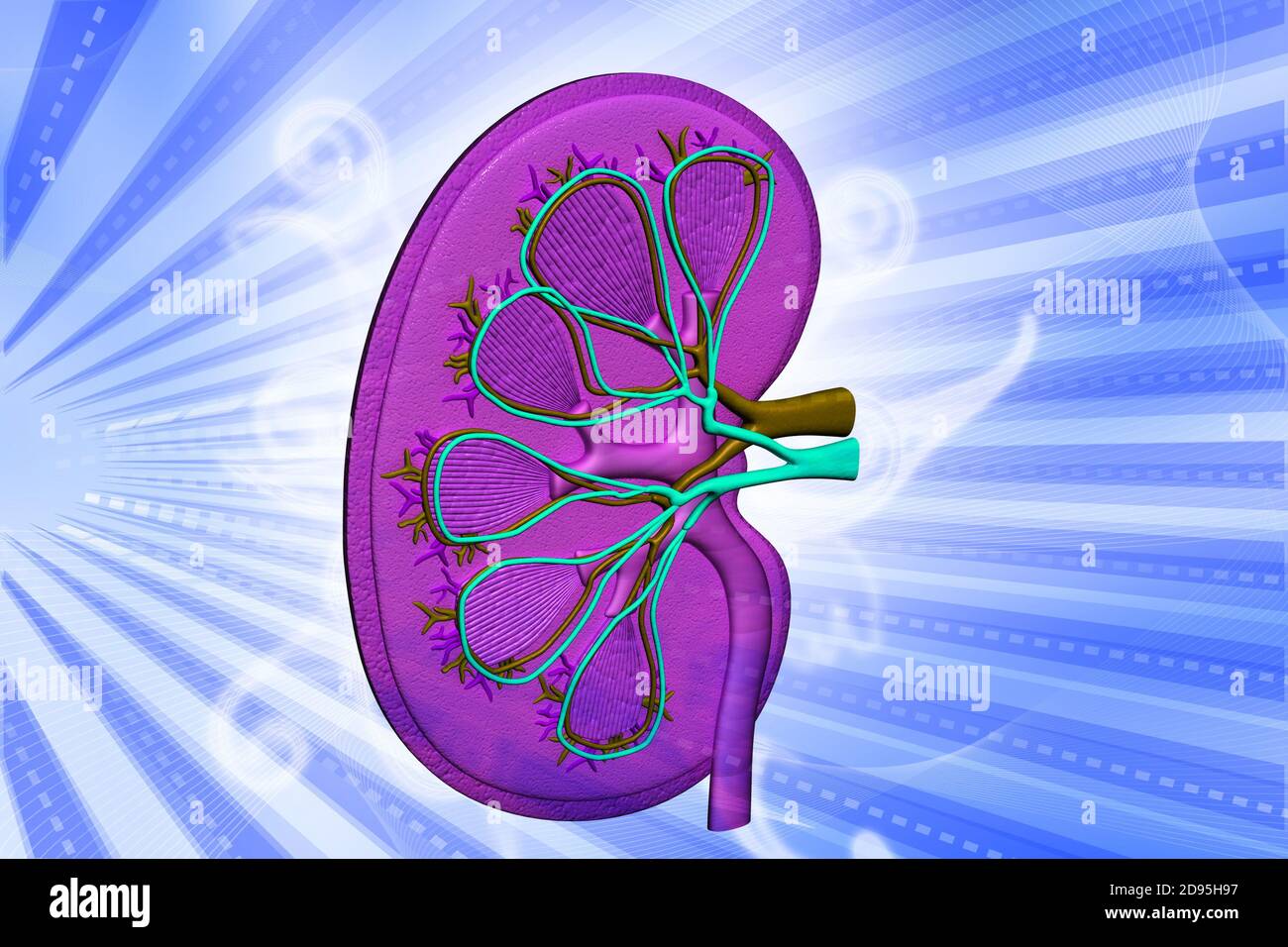 Adrenal gland drawing hi-res stock photography and images - Alamy