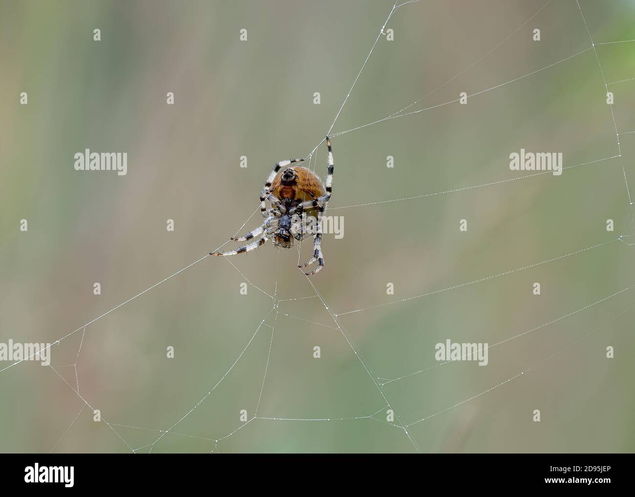 Four-spotted Orb Weaver (Araneus quadratus), female on web, Kirconnel Flow Nature Reserve, Dumfries, SW Scotland Stock Photo