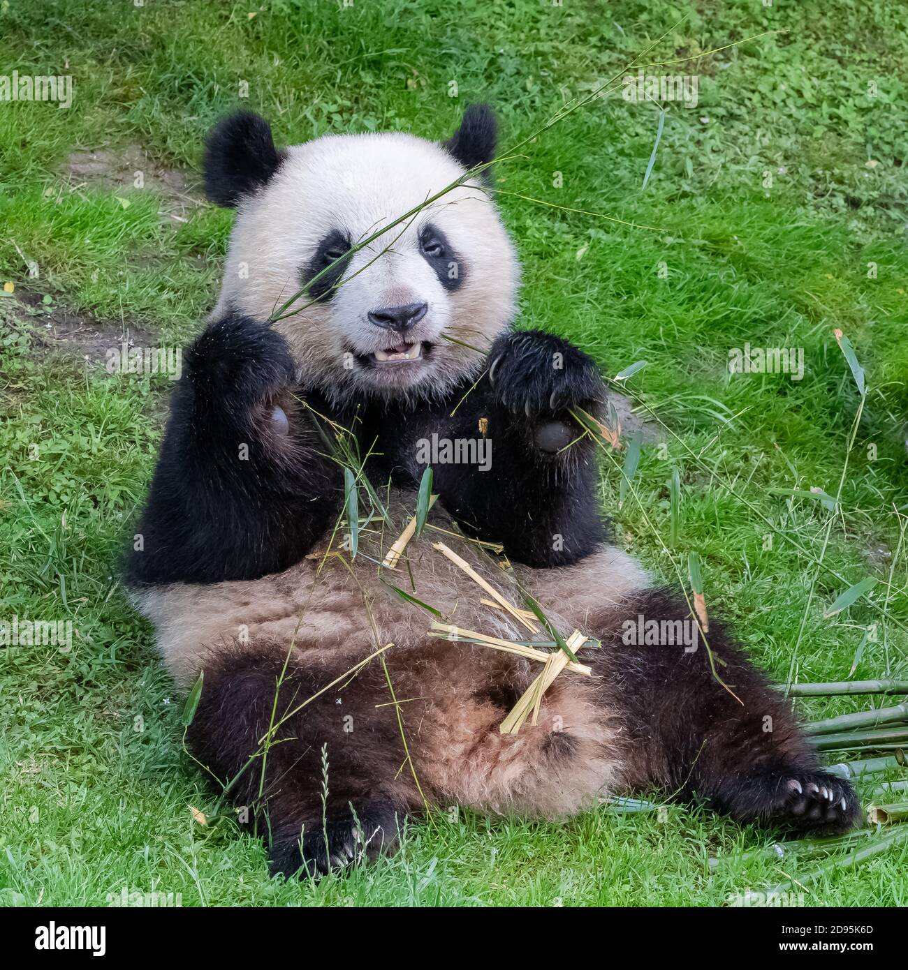 Giant pandas, bear pandas, baby panda and his mother eating bamboo ...