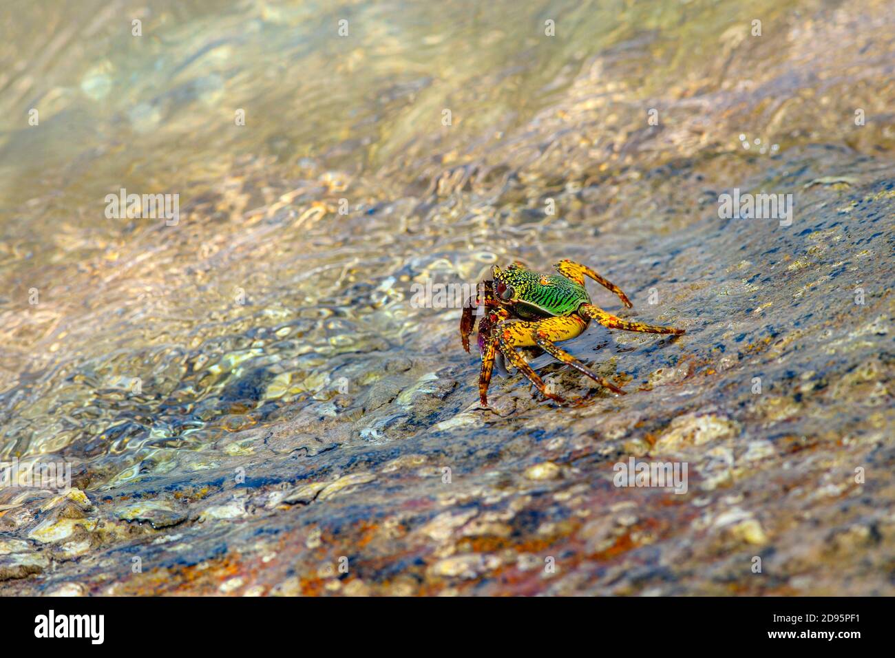 Thailand Crab Stock Photo Alamy